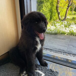 Bailey  Macho