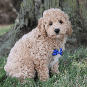 Baxter  Hembra
