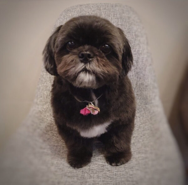Benji  Hembra