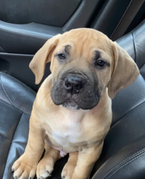 Bentley Macho