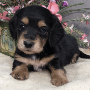 Darcy  Macho