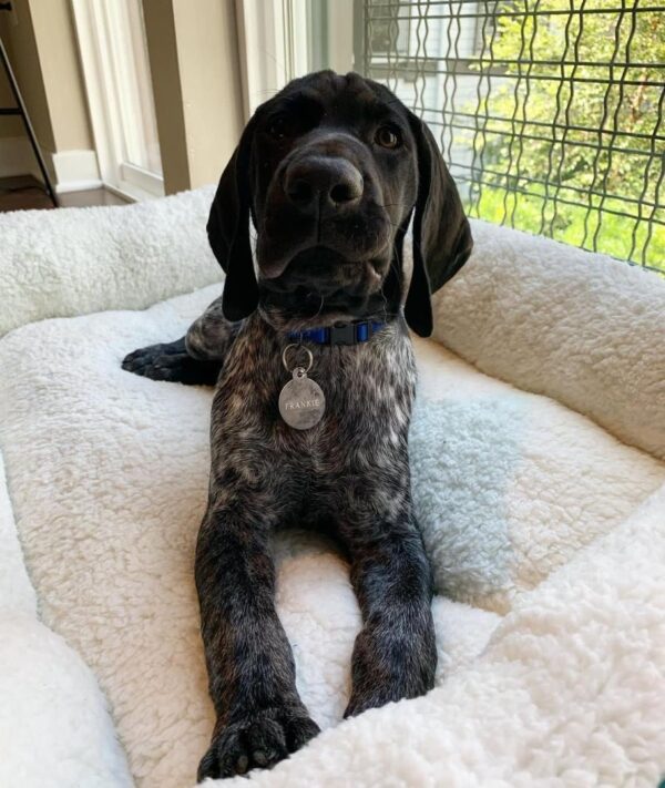 Frankie  Hembra