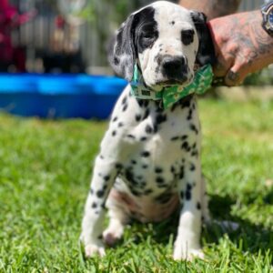 Gracie  Macho