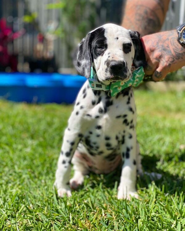 Gracie  Macho