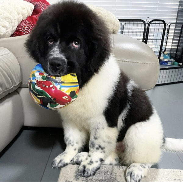 Koda  Hembra