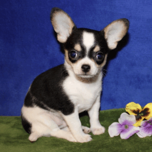 Lil Dude  Macho