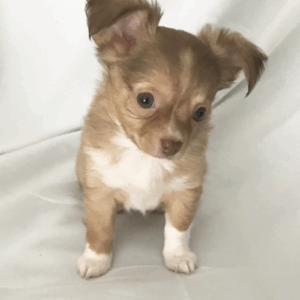 Lil Teddy  Hembra