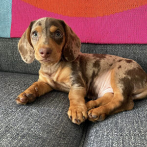 Lola  Macho