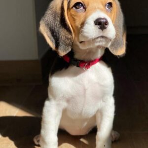 Luna Macho