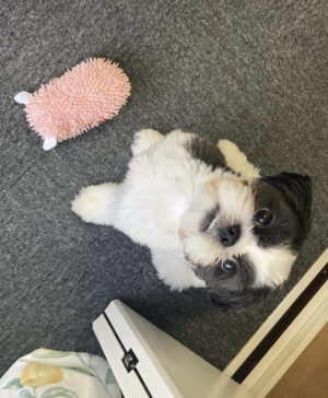 Maggie  Macho