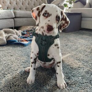 Millie  Macho