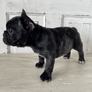 Peanut  Macho