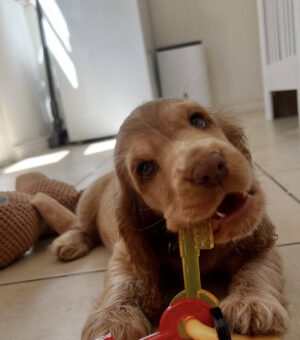 Teddy  Hembra