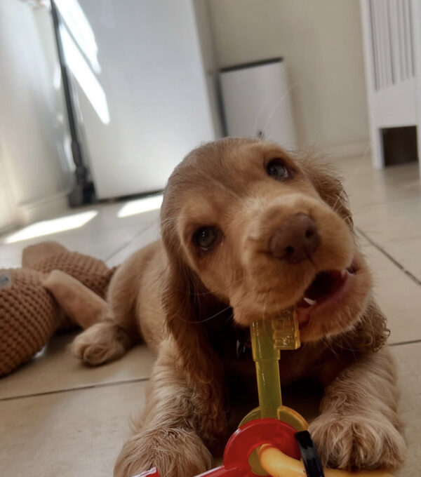 Teddy  Hembra