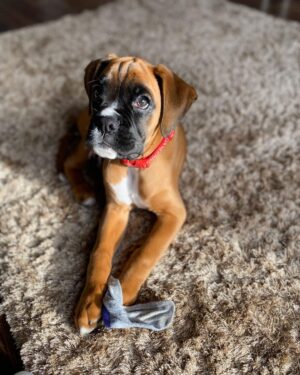 Stella  Hembra