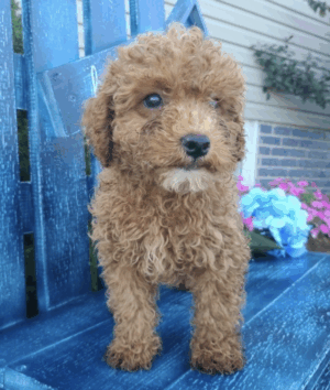 Teddy Bear  Hembra