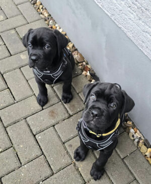 Zeus y Thor, machos.