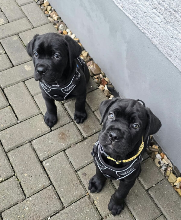 Zeus y Thor, machos.