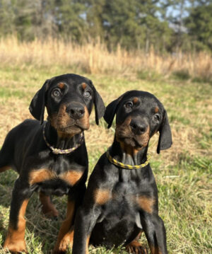 Zulu hembra, Zeke macho.