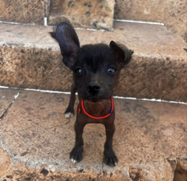Canela Hembra