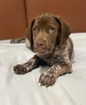 Copper  macho