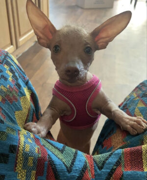 Lola Hembra