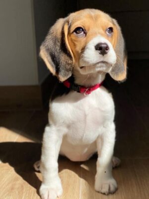 Luna  hembra