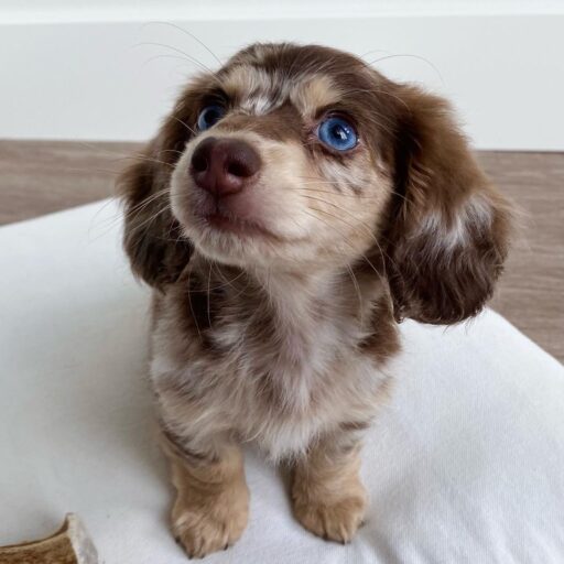Envío Seguro de Cachorros